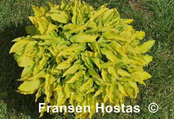 Hosta Lime Shag